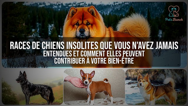 Chiens insolites : Races de chien rare et leur impact sur votre bien-être