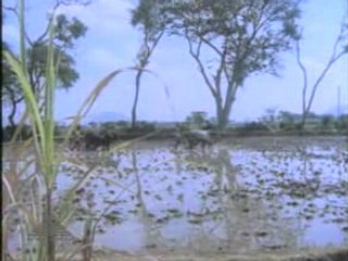 sewanthi poo mudicha sinnakka...ILAIYARAJA BEST MELODIES