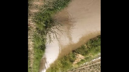 Running water  for cotton plants