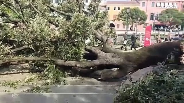 Cade albero al terminal auto di Venezia, dieci feriti