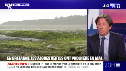Bretagne: les algues vertes ont proliféré en mai
