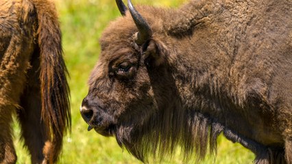El bisonte europeo será el protagonista de una reserva natural en Madrid