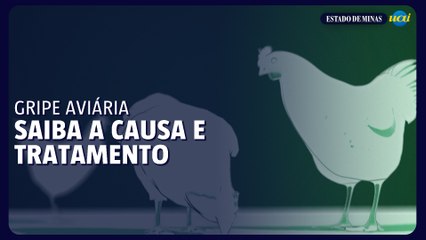 Gripe Aviária: conheça causas e tratamento