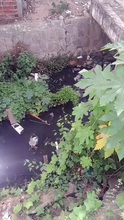 Moradores cobram limpeza do canal do Morro, que apresenta sujeira, água poluída e proliferação de mosquitos