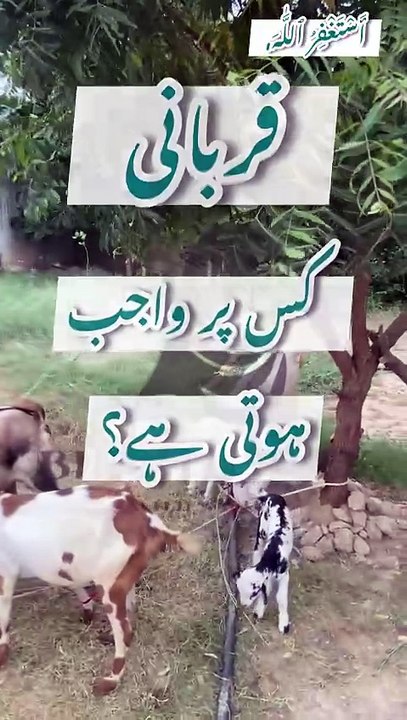 | Qurbani | Qurbani kis pr wajib hai | Qurbani kis pr farz hai | Brightway with safia |