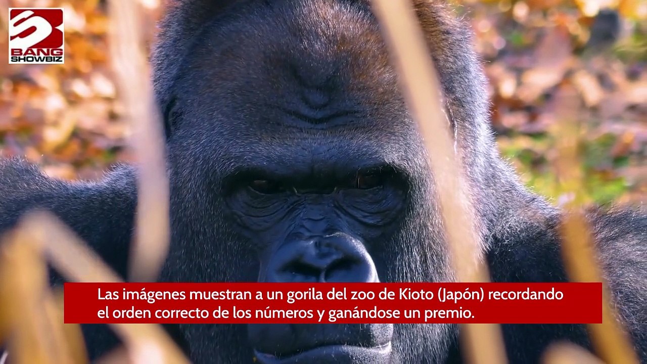 Gorilas aprenden a pedir comida en una tableta