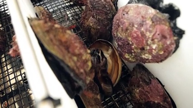 Tasmanian abalone exports dive as competition from farmed operations heats up