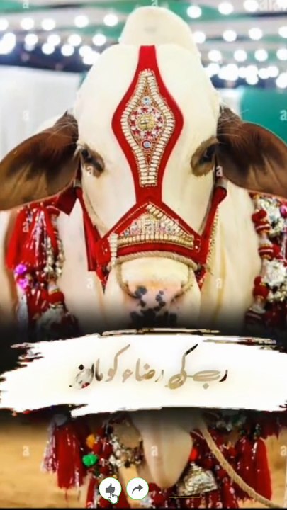 نبی کریم ﷺ کی سنتِ مبارکہ ہے کہ آپ ﷺ اپنی طرف سے قربانی کے ساتھ امت کی طرف سے بھی قربانی کرتے تھے۔ اگر ہم استطاعت رکھتے ہوں تو ہمیں بھی چاہیے کہ اپنی واجب قربانی کے ساتھ نبی کریم ﷺ کی طرف سے بھی قربانی کریں۔ یہ ایک محبت بھرا عمل ہے جو سنتِ رسول ﷺ کی پیروی