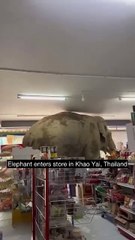¡Increíble! Un elefante entra en una tienda 🐘
