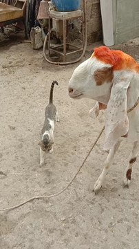 عید قربان قریب ہے! 🐐دیکھیں ہمارے زبردست قربانی کے بکرے کی جھلکیاں اور بتائیں آپ کو کیسا لگا!❤️ ویڈیو پسند آئے تو LIKE کریں🔔📢 اور ویڈیو کو اپنے دوستوں کے ساتھ SHARE کرنا نہ بھولیںعید کی تیاری ہمارے ساتھ شروع کریں!please like and subscribe