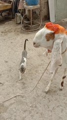 عید قربان قریب ہے! 🐐دیکھیں ہمارے زبردست قربانی کے بکرے کی جھلکیاں اور بتائیں آپ کو کیسا لگا!❤️ ویڈیو پسند آئے تو LIKE کریں🔔📢 اور ویڈیو کو اپنے دوستوں کے ساتھ SHARE کرنا نہ بھولیںعید کی تیاری ہمارے ساتھ شروع کریں!please like and subscribe