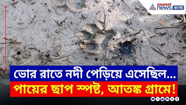মাকরি নদী পেরিয়ে এসেছিল ভোররাতে! স্পষ্ট পায়ের ছাপ, আতঙ্কে গোটা গ্রাম | Sundarban Tiger Fear