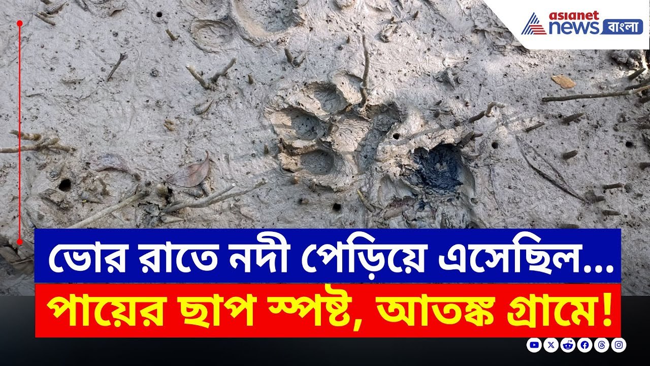 মাকরি নদী পেরিয়ে এসেছিল ভোররাতে! স্পষ্ট পায়ের ছাপ, আতঙ্কে গোটা গ্রাম | Sundarban Tiger Fear