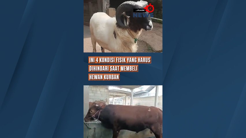 Ini 4 Kondisi Fisik Yang Harus Dihindari Saat Membeli Hewan Kurban