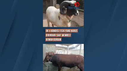 Ini 4 Kondisi Fisik Yang Harus Dihindari Saat Membeli Hewan Kurban