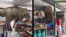 泰國大象闖入商店偷吃零食　搞笑影片瘋傳網路