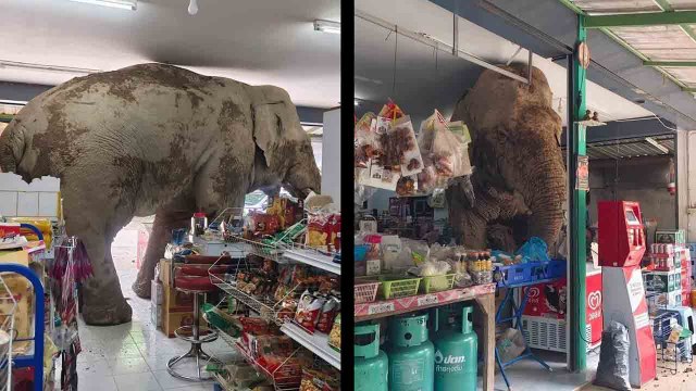 Viral video: Thailändsk elefant invaderar butik och äter snacks – nätet skrattar