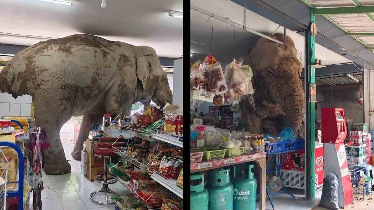 Video virale: elefante thailandese entra in un negozio e mangia snack – il web si diverte