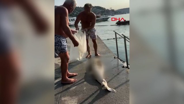 Ölü yunus Bebek sahilinde karaya vurdu; çöp konteynerine atıldı