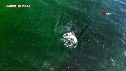 İstanbul'da yunuslar havadan görüntülendi