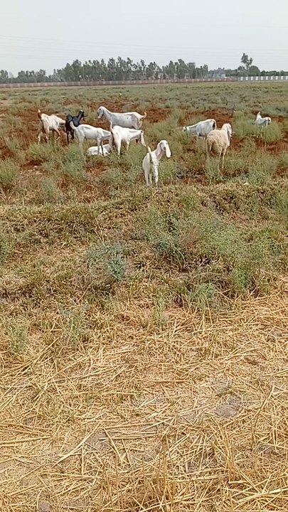 Pakistan & my herd
