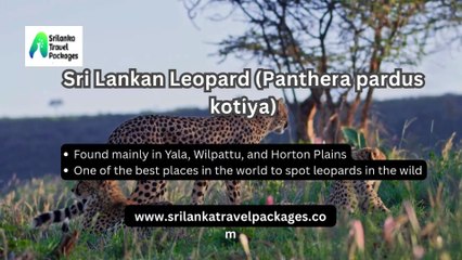 The Big Five of Sri Lankan Wildlife What You Must See
