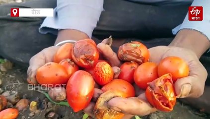 80 हजार रुपये खर्च करुन केलेल्या टोमॅटोच्या बागेचा नुसता 'लाल चिखल'; शेतकरी हवालदिल