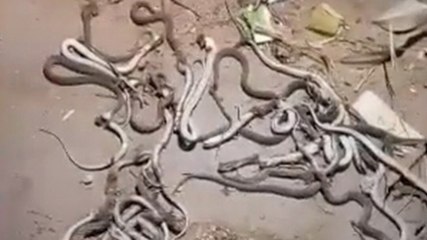 घर में निकले दर्जनों सांप, एक-एक कर मारता गया प‍र‍िवार