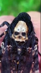 Death's head Hawkmoth