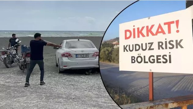 Kuduz karantinasındaki 4 mahallede başıboş köpekler toplanmaya başladı