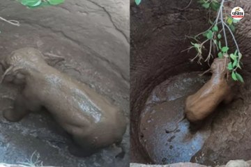 सूखे कुएं में गिरा हाथी का शावक