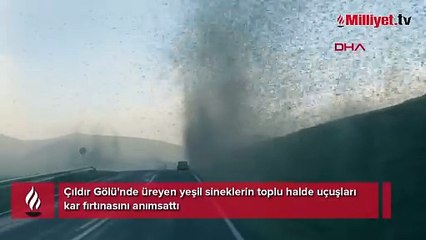 Kentte bir anda ortaya çıkan sinekler hortum oluşturdu