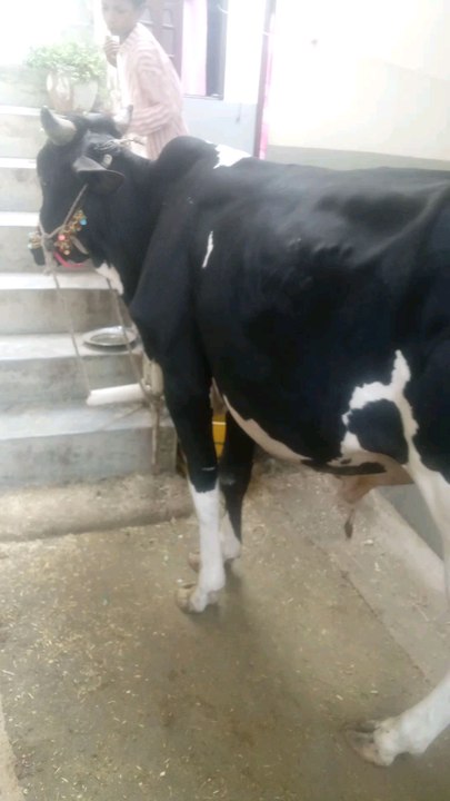 Qurbani 2025