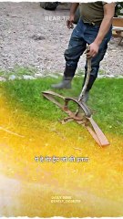 Why bear trap is used #science #sciencefacts #animals #trending