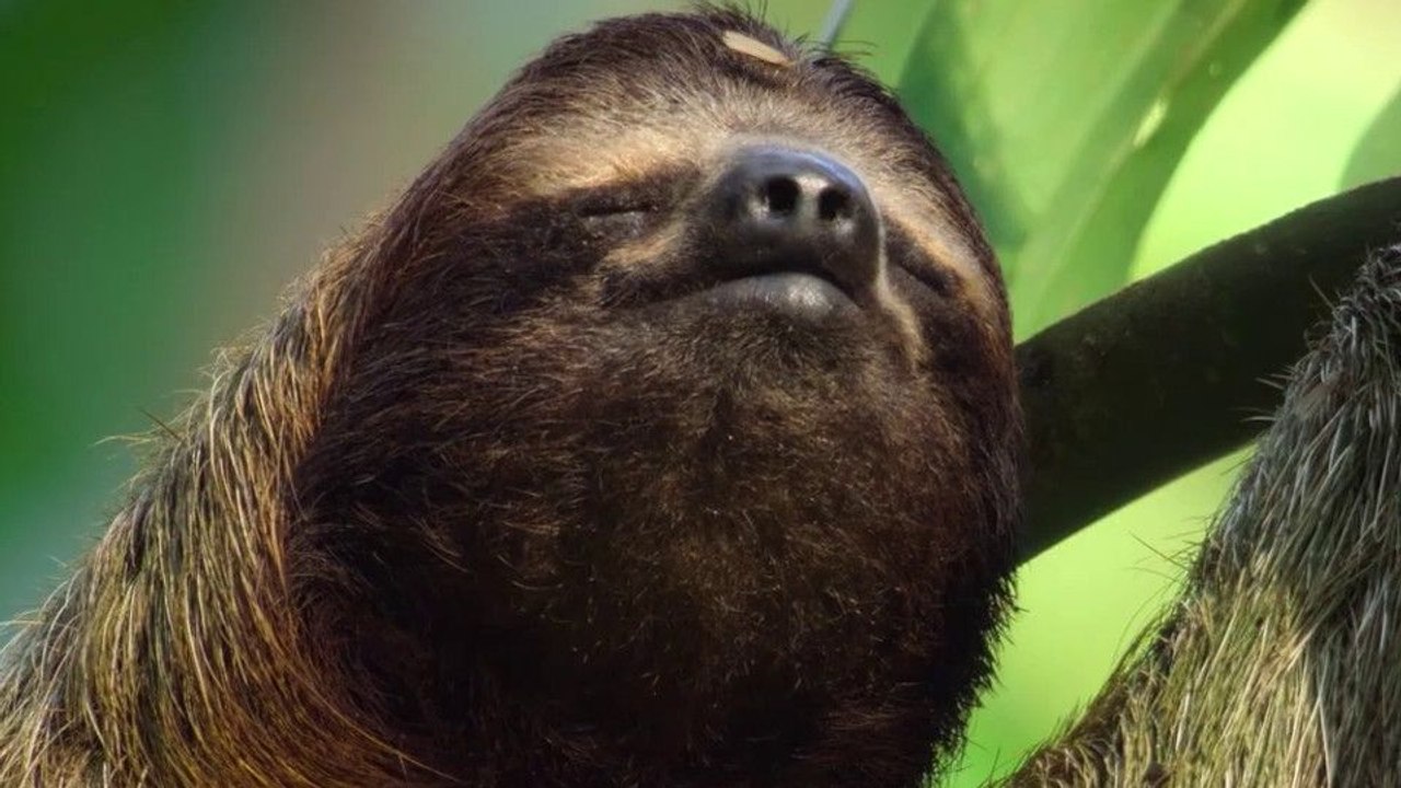 Underdogs Trailer DF