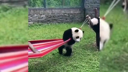 🐼 Funny Pandas 2021 🐼 [Funny Pets]