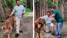 Tigergreift in Thailand an – Video geht viral, nachdem Tourist versucht, ein Foto mit dem Tier zu machen