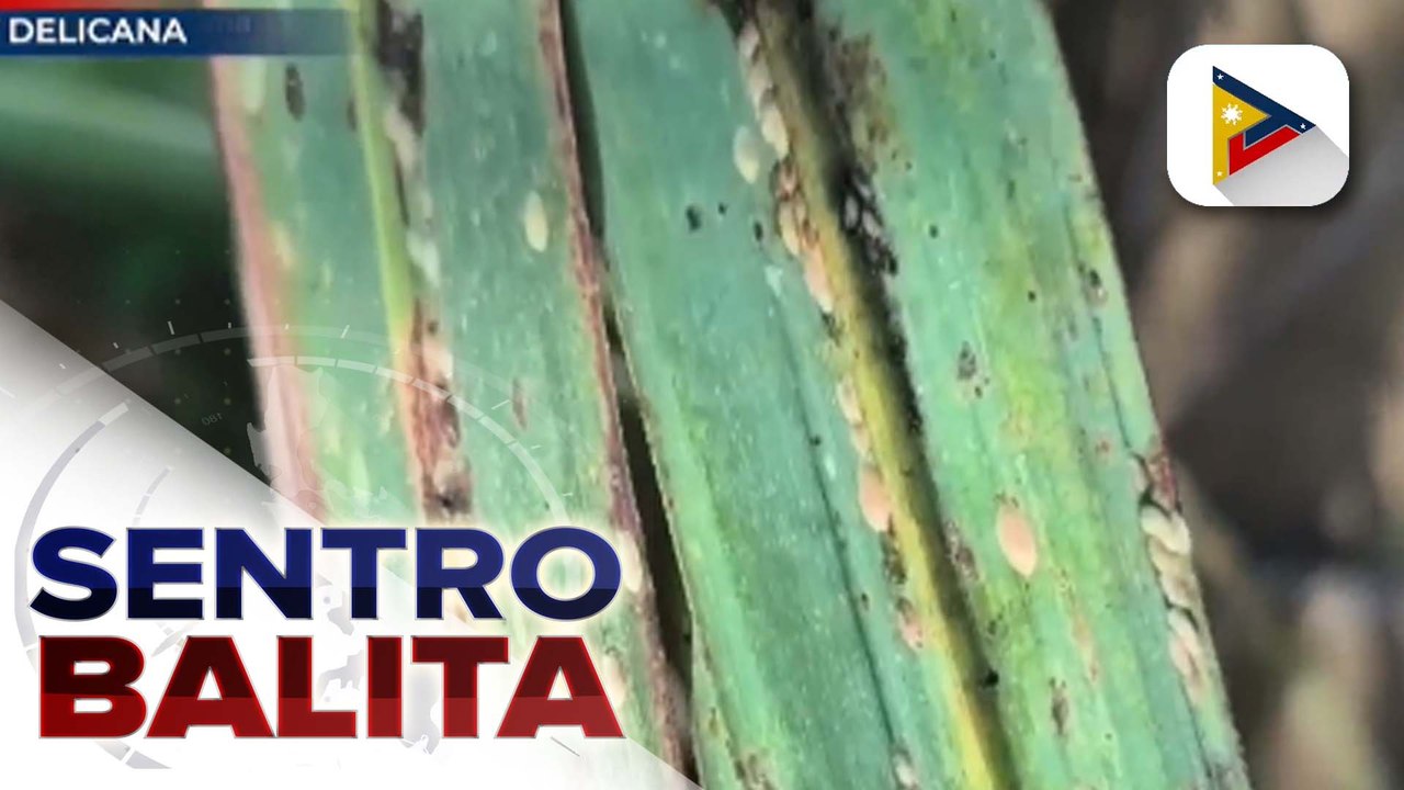 SRA, humiling ng ‘emergency powers’ para mapigilan ang pagkalat ng peste sa taniman ng sugarcane sa Negros Occidental