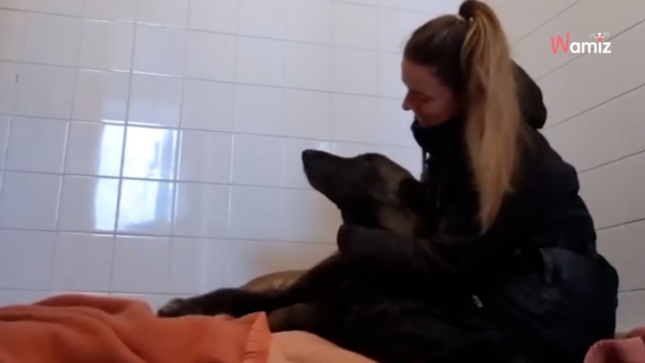 Âgé de 13 ans, ce chien Malinois est au refuge depuis 5 ans : ne le laissons pas terminer sa vie en box