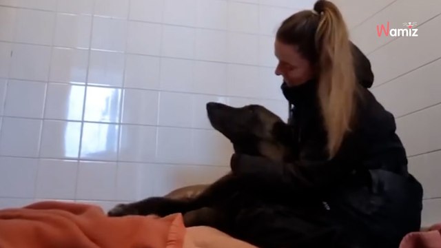 Âgé de 13 ans, ce chien Malinois est au refuge depuis 5 ans : ne le laissons pas terminer sa vie en box