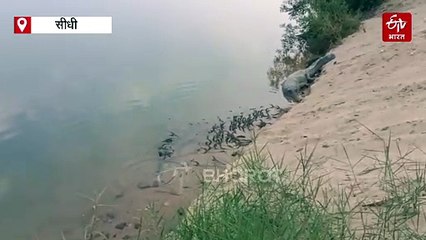 सोन घड़ियाल सैंक्चुअरी में अंडे से निकले 132 बेबी एलिगेटर, ऐसी काटी गदर, मां के छूटे पसीने