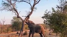 Elephant Uproots Tree | Elefantul scoate copacul din rădăcini 🐘🌳
