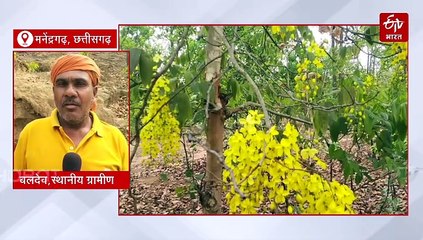 घने जंगल का रहस्य , बारिश में गूंजते हैं ढोल नगाड़े, साल भर नाले का पानी रहता है पीला