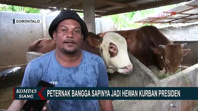 Sapi Limosin Bobot 1 Ton Lebih Jadi Hewan Kurban Presiden Prabowo, Peternak di Gorontalo Bangga