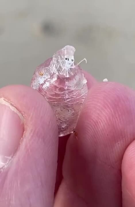 Mysterious Sea Creature 'Phronima' at Isles of Scilly England