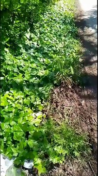 Aversa (CE) - L'ex Manicomio in abbandono (03.06.25)