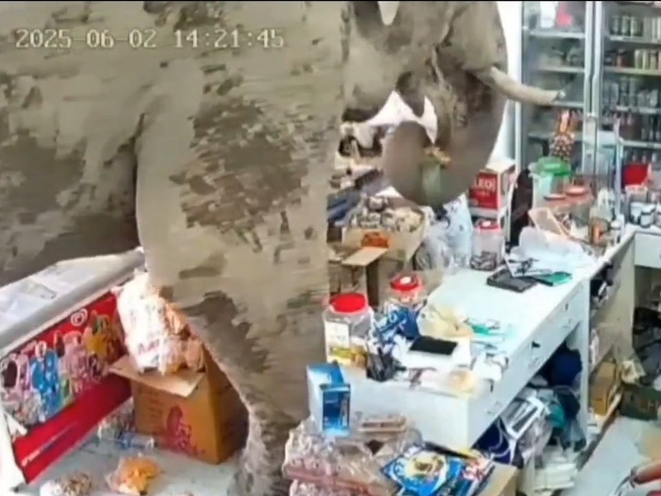 Hungriger elefant stürmt kleinen laden