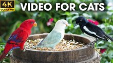 Ultimate Bird Show  Video for Cats Who Love to Watch - CatTV Central