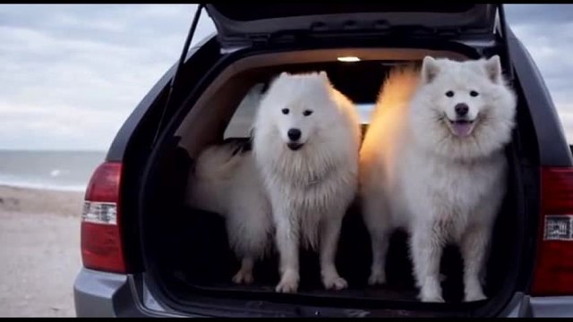 Un indice sui parassiti per proteggere gli animali domestici