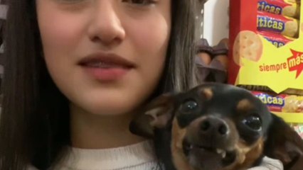 Grumpy dog has a hilarious reaction to being kissed by owner